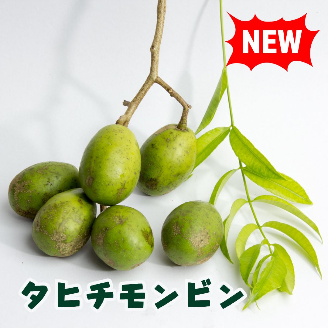 南国フルーツ「タヒチモンビン（タマゴノキ）」の取扱いをスタート