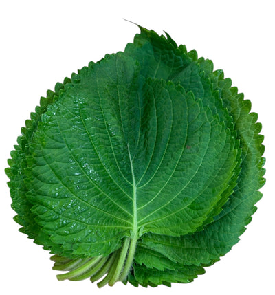 韓国産 エゴマの葉(約20枚)