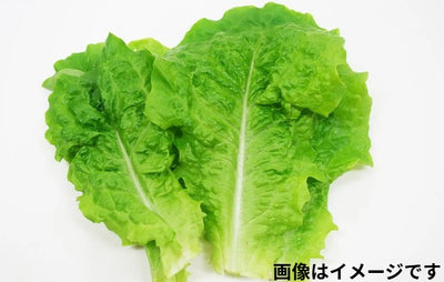 サンチュ 1パック