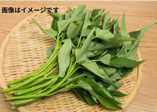 空心菜(アサガオナ) 1束