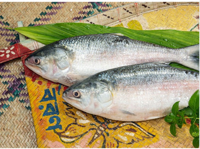 PADMA ヒルサ(イリシュ)ステーキ カット 500g Ilish Stake Cut