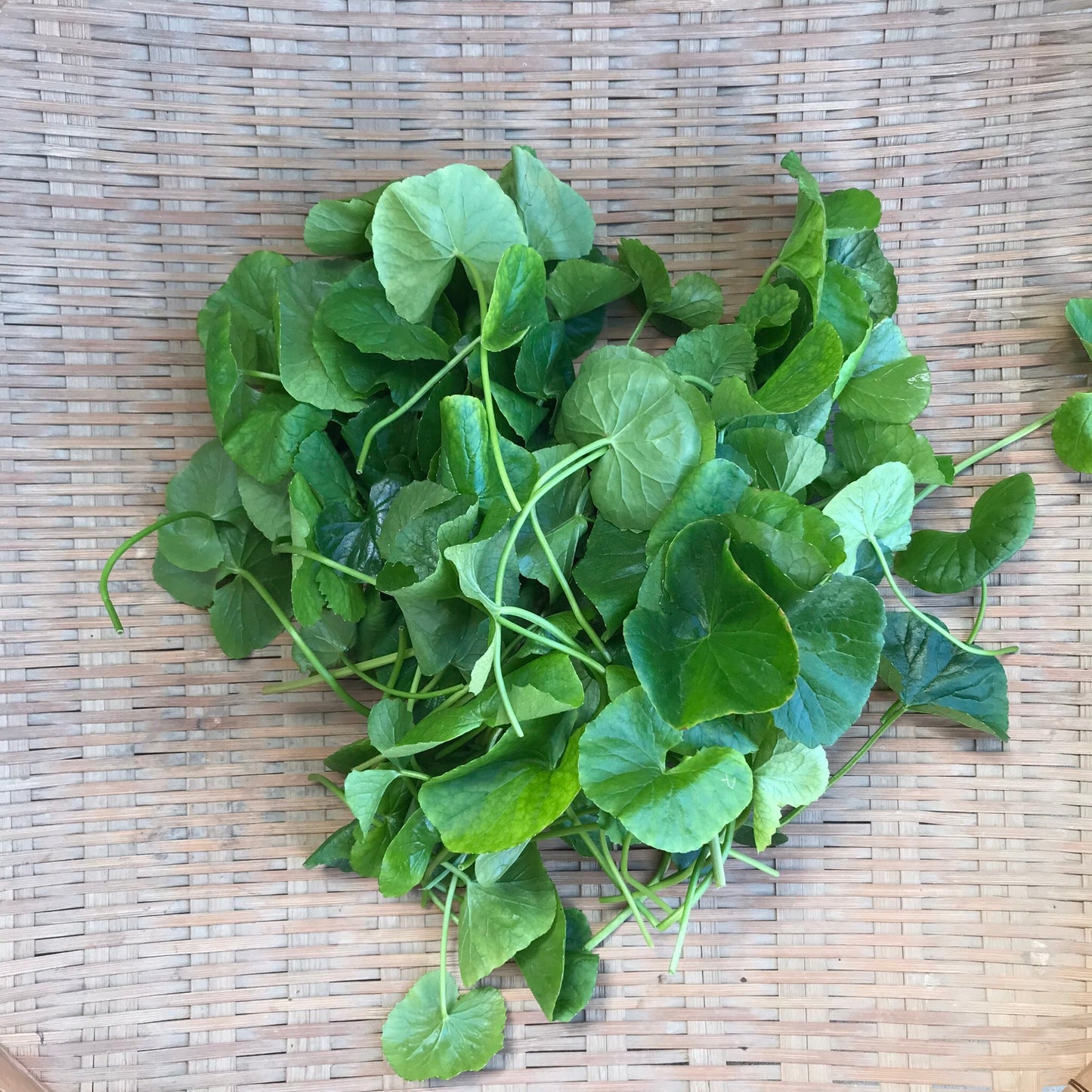 川辺農園 ツボクサ (ゴツコラ)18g