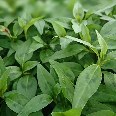 川辺農園 Fresh Rau Ram (Laksa Leaf) ラウラム(ラクサリーフ)18g