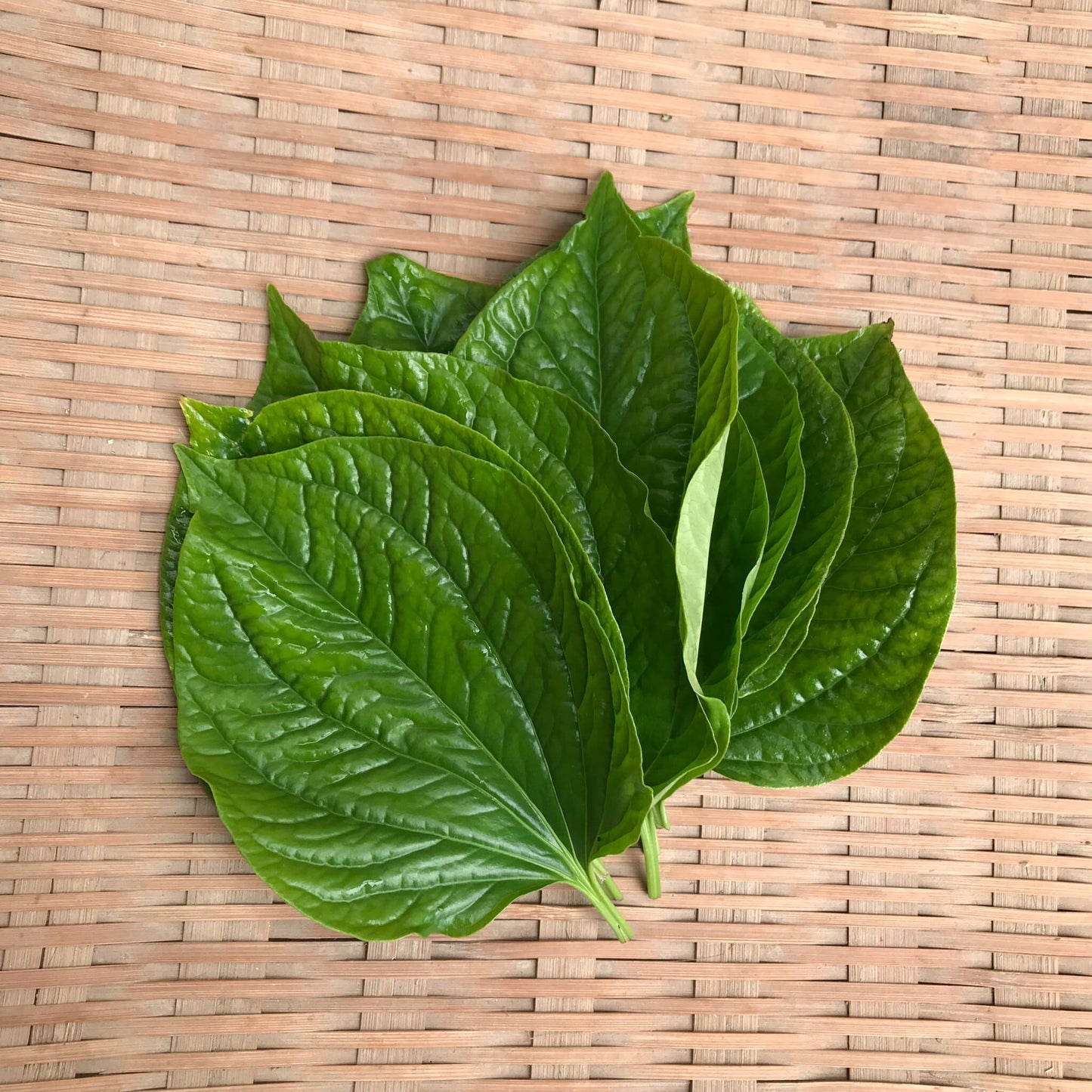 川辺農園 ハイゴショウの葉(ラ・ロット)10g