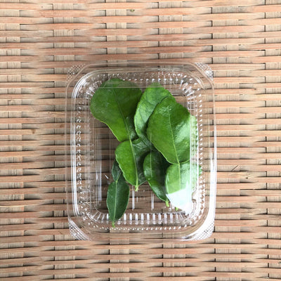 川辺農園 バイマックルー(コブミカンの葉)Fresh Kiffir Lime Leaf