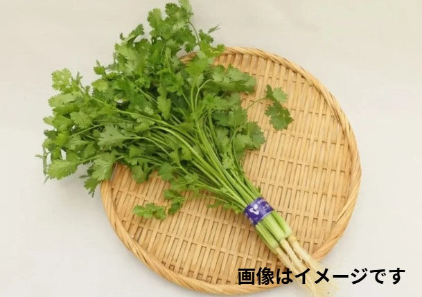 パクチー　1束