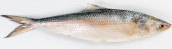 PADMA ヒルサ（イリシュ）ステーキ カット 500g Ilish Stake Cut