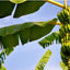 KANOKWAN バナナの葉 500g Banana Leaves