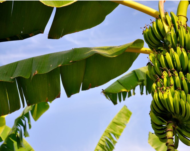 KANOKWAN バナナの葉 500g Banana Leaves