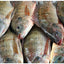 ティラピア（500g - 600g）タイ産 Whole Tilapia