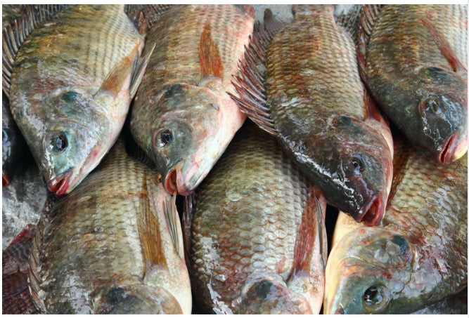ティラピア（500g - 600g）タイ産 Whole Tilapia