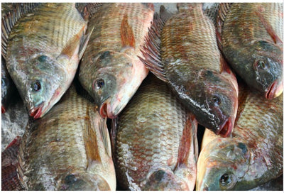 ティラピア（500g - 600g）タイ産 Whole Tilapia