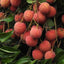 【ご予約受付中】台湾産 生ライチ 黒葉（クロバ）600g 化粧箱入り Fresh Lychee