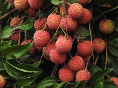 【ご予約受付中】台湾産 生ライチ 黒葉（クロバ）1㎏箱 Taiwanese Fresh Lychee