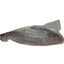 PADMA ヒルサ（イリシュ）1kg - 1.2㎏ Ilish Whole